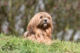 LHASSA APSO 238